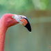 Drippy Flamingo by jawere