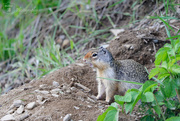 1st Jun 2020 - Columbian Ground Squirrel