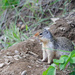 Columbian Ground Squirrel by jawere