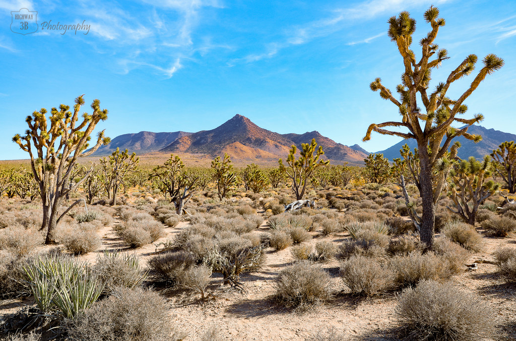 Joshua Tree Forest by jawere