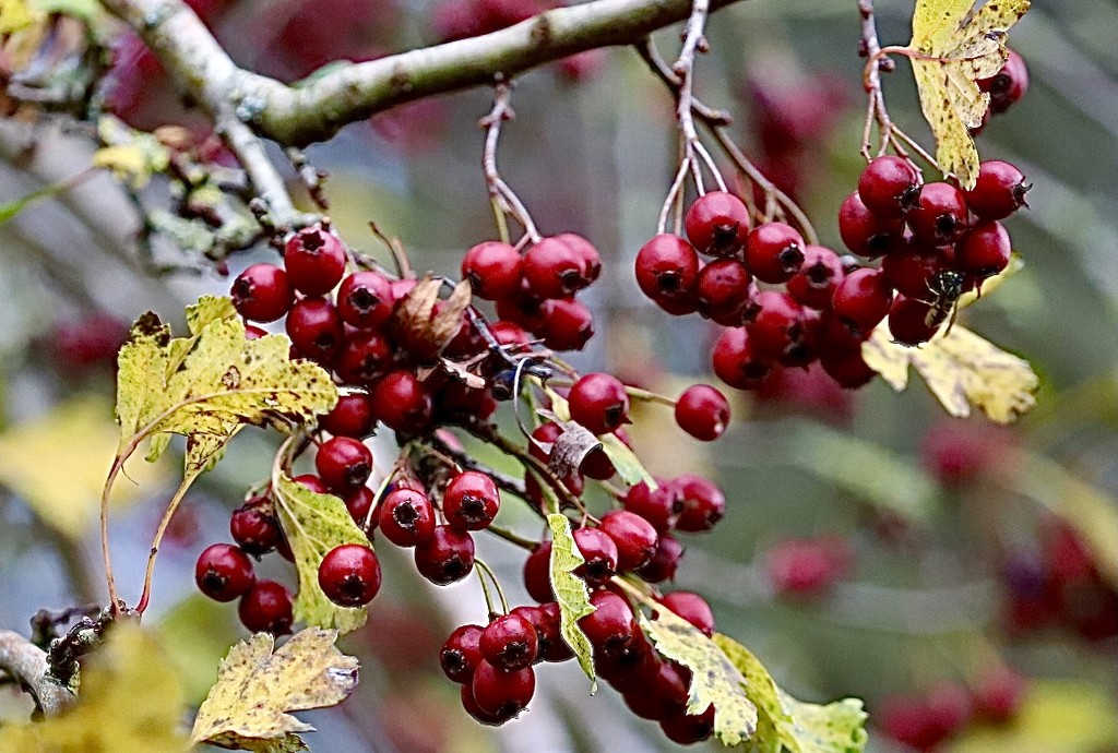 Hawthorn Berries by carole_sandford