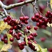 Hawthorn Berries by carole_sandford