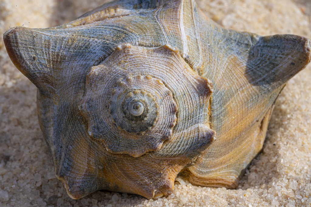 Sea-shell by k9photo