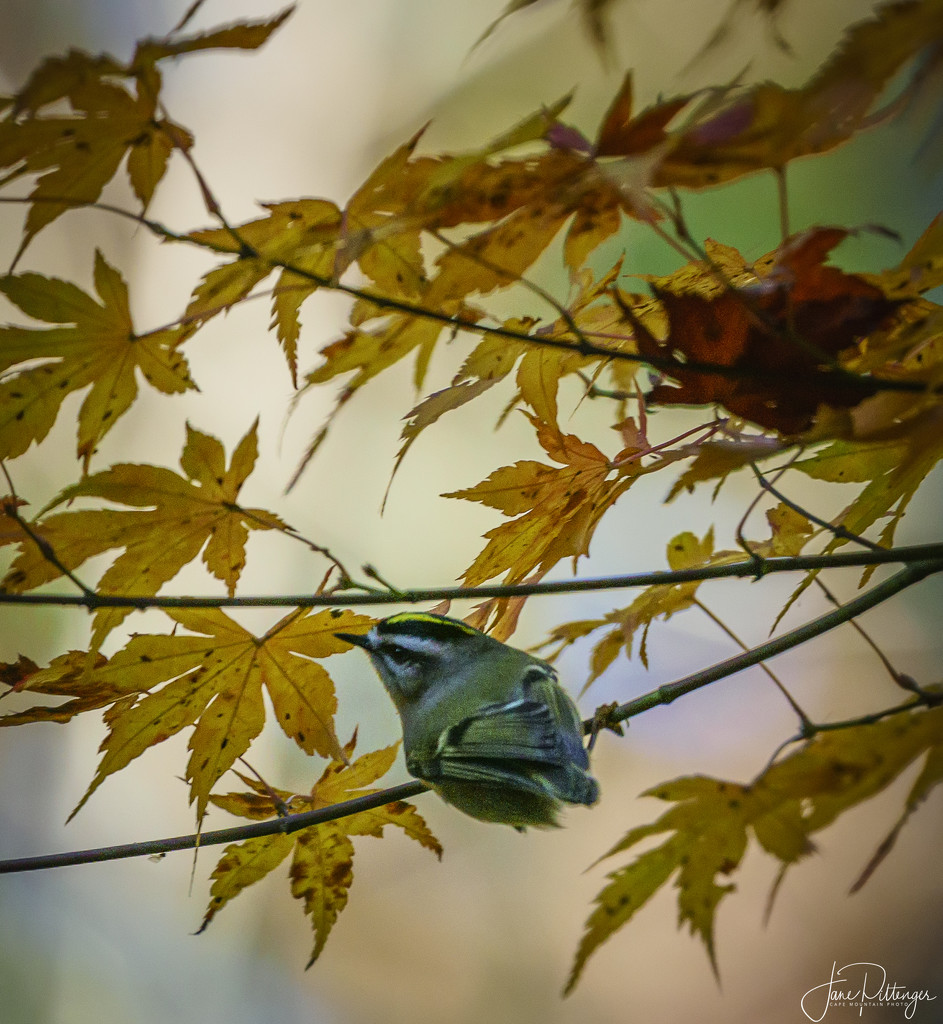 Yellow Crowned Kinglet  by jgpittenger