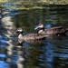 Duck &  Duckling ~  by happysnaps