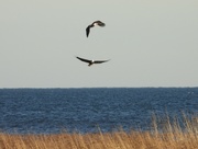 28th Nov 2020 - Bald eagles over Lake Huron