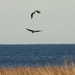 Bald eagles over Lake Huron by amyk