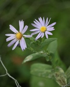 12th Sep 2020 - September 12: Asters