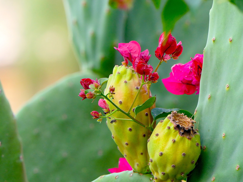 Cactus Fruit by redy4et