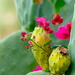 Cactus Fruit by redy4et