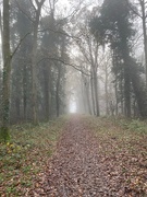 27th Nov 2020 - Foggy Walk