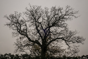 29th Nov 2020 - Grand old tree