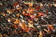 27th Nov 2020 - Autumn Leaves