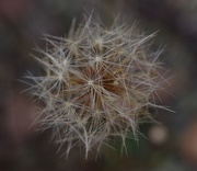 29th Nov 2020 - From Our Walks: Fluffy Stars.