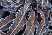 29th Nov 2020 - Morning frost