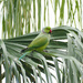 Male Kramer parrot by monicac