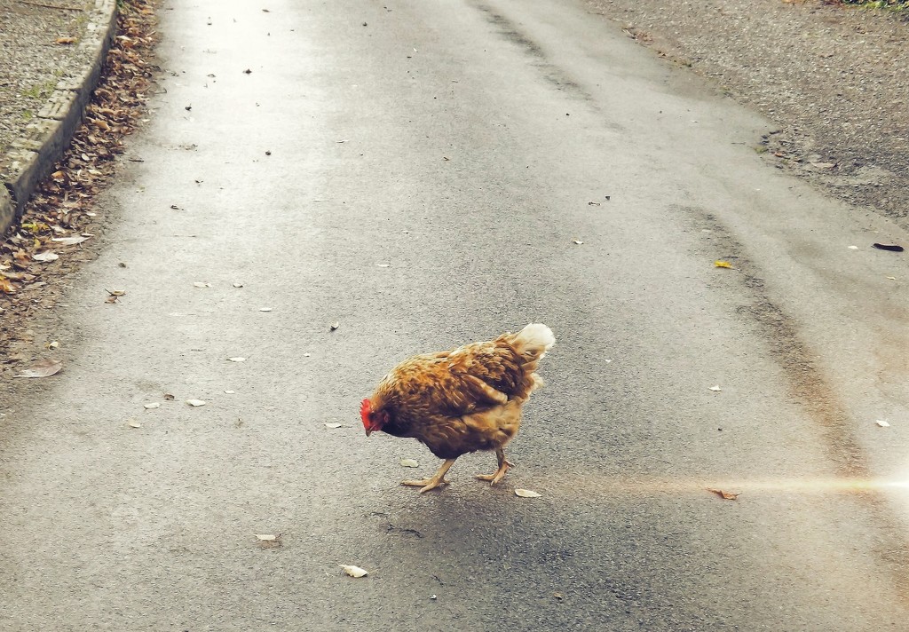 Why did the chicken cross the road? by ajisaac