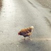 Why did the chicken cross the road? by ajisaac