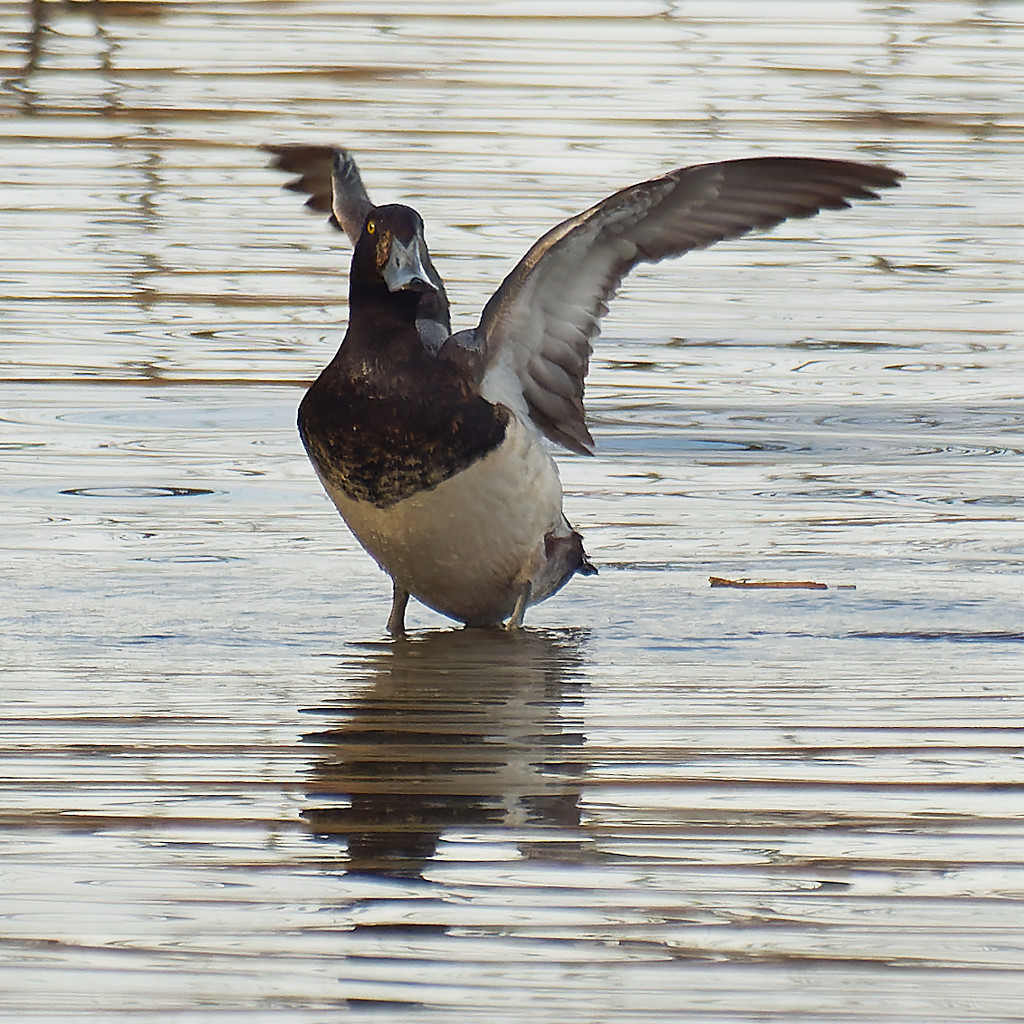 Greater scaup by rminer