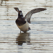 29th Nov 2020 - Greater scaup