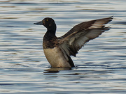 29th Nov 2020 - greater scaup
