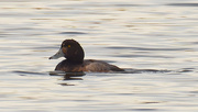 29th Nov 2020 - greater scaup
