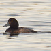 greater scaup by rminer