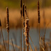 cattails by rminer