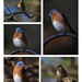 The Bluebirds are back! by berelaxed