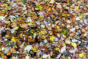 29th Nov 2020 - Wet Leaves
