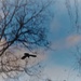 Ворона в полете. by nyngamynga