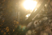 5th Nov 2020 - Рикошет солнечных лучей от окон дома напротив.