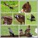 Flight of The Falcons