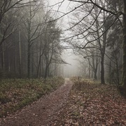 29th Nov 2020 - A foggy walk
