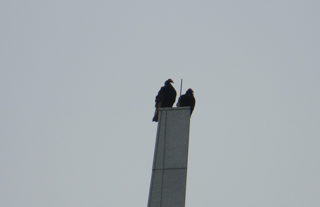 Two Turkey Vultures on Tower  by sfeldphotos
