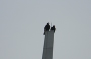 29th Nov 2020 - Two Turkey Vultures on Tower 