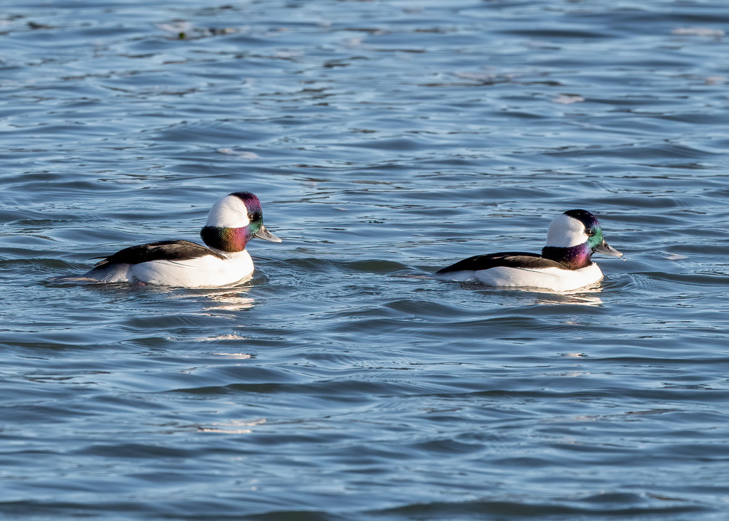 More Bufflehead Boys by nicoleweg