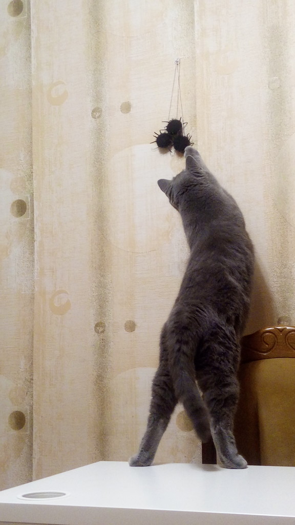 Возмущение кота на декоративных пауков. by nyngamynga