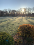 29th Nov 2020 - Sunbeams across the frost