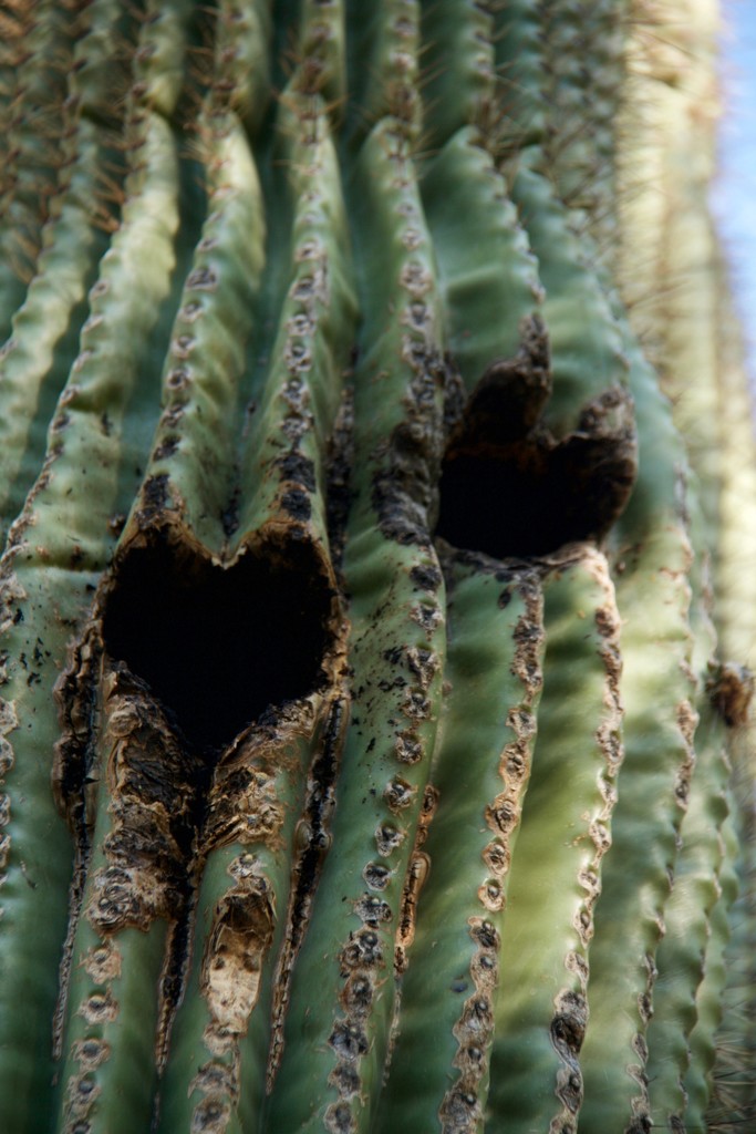 The Saguaro Heart by corinnec