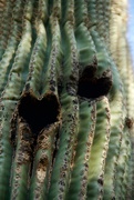 29th Nov 2020 - The Saguaro Heart
