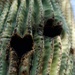 The Saguaro Heart on 365 Project