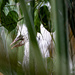 Cattle Egret chic by sugarmuser