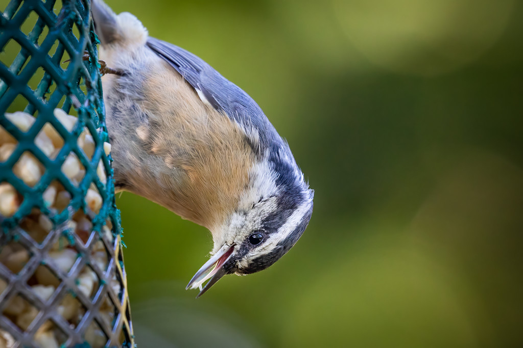Red-Breasted Nuthatch Shows His Tongue by jyokota