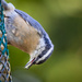 Red-Breasted Nuthatch Shows His Tongue by jyokota