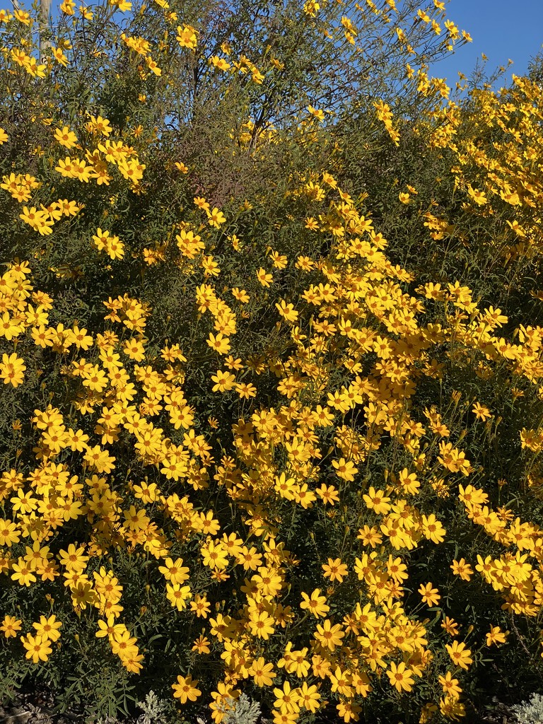Yellow bush by shutterbug49