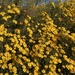 Yellow bush by shutterbug49