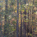 Painted autumn woods... by marlboromaam