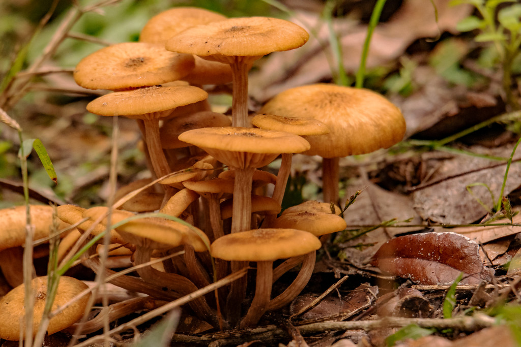 Still, a Little Fungi Around! by rickster549