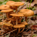 Still, a Little Fungi Around! by rickster549